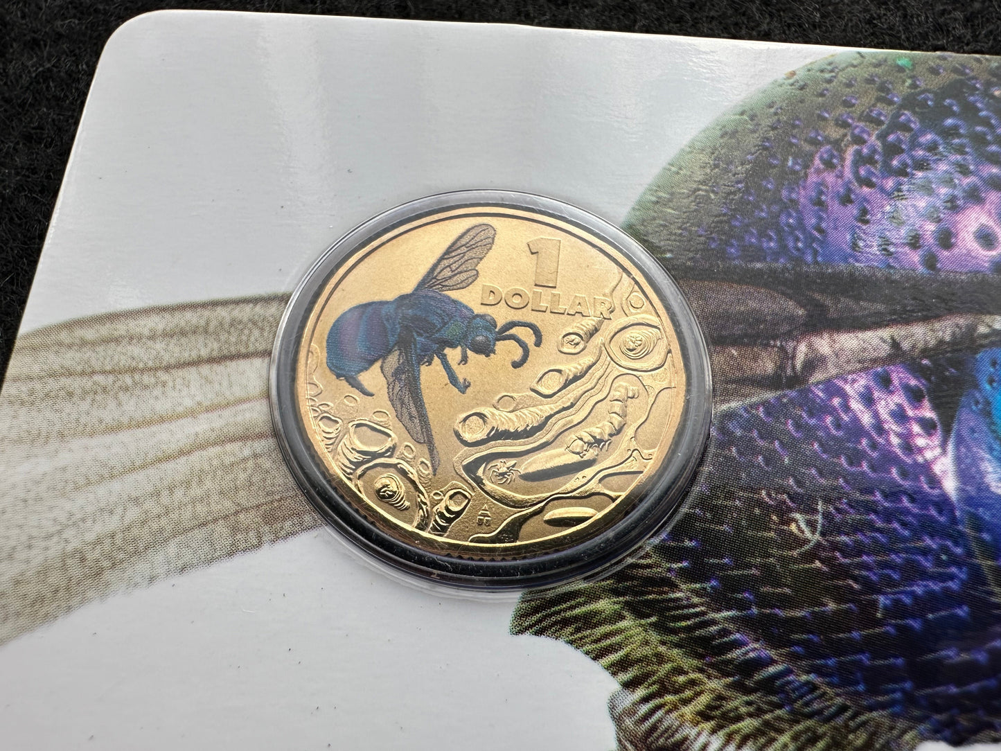 2014 $1 Bright Bugs Series – Cuckoo Wasp Uncirculated Coin in Card