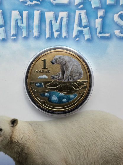 2013 $1 Polar Animals Series coloured coin - Polar Bear