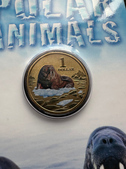 2013 $1 Polar Animals Series coloured coin - Walrus